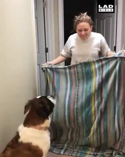 Don't be stupid scaring the dog!