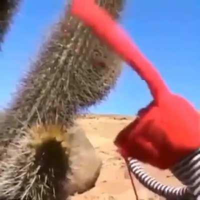 extreme pain and agony