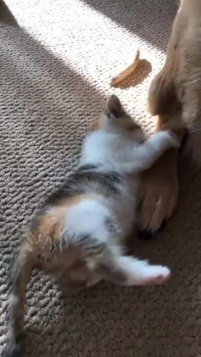 To attack the dog