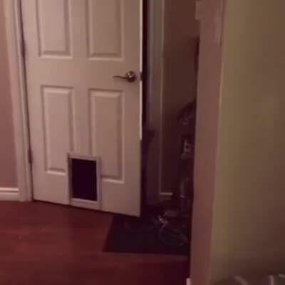 Meowlicious Compliance