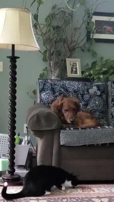 Oliver just trying to play with Murphy