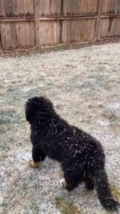 Callahan trying to catch snowflakes, your move.