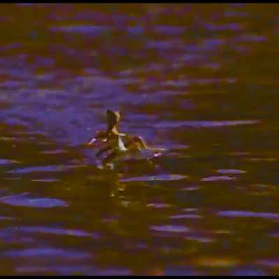 If you can't Jesus Christ walk on water away from these snakes...run.