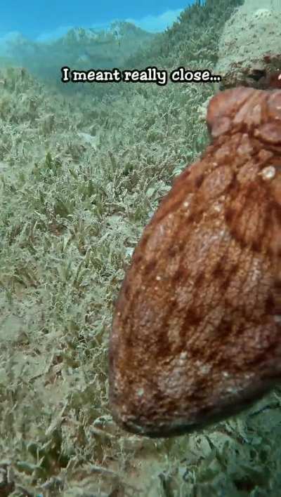 Octopus Attack 🐙😱💙 - GP12 / 9:16 / 1x video light Weefine 5000lm