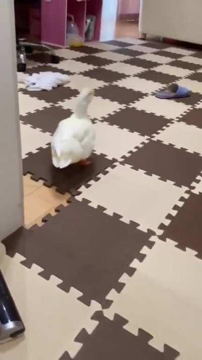 Duck steals unshredded lettuce and runs away