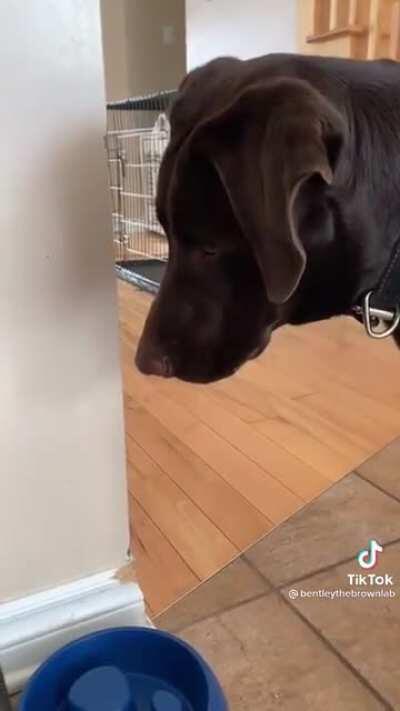 This dog's face perfectly describes what soda water tastes like