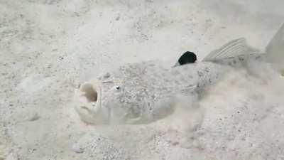 Whitemargin stargazer in the Red Sea