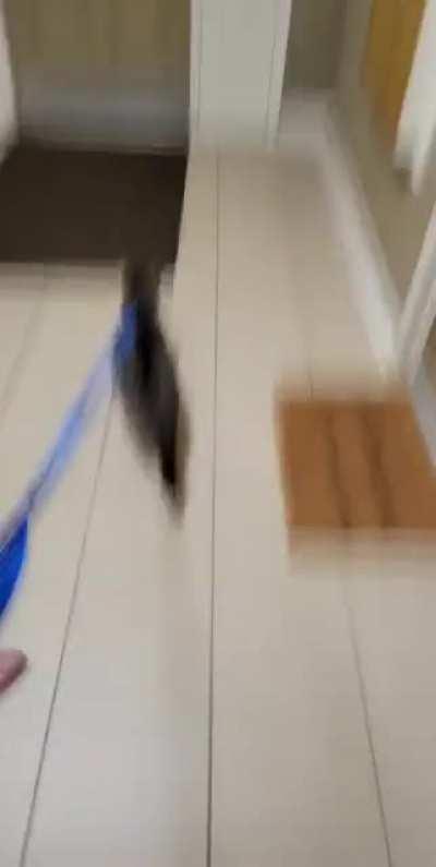 I think my cat might love going on walks lol