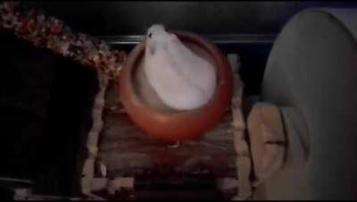 My Hamster being a derp