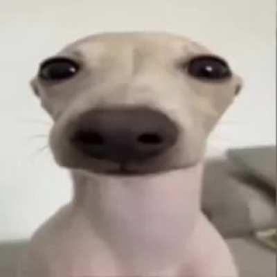 CRISTIAN LEE ESTO: oye wn te acuerdas que supuestamente ibas a hacer un concurso de emotes para booyah que paso con eso 🤔(hablo de los emotes que aparecen en la pantalla de booyah principal por ejemplo el unpvp)