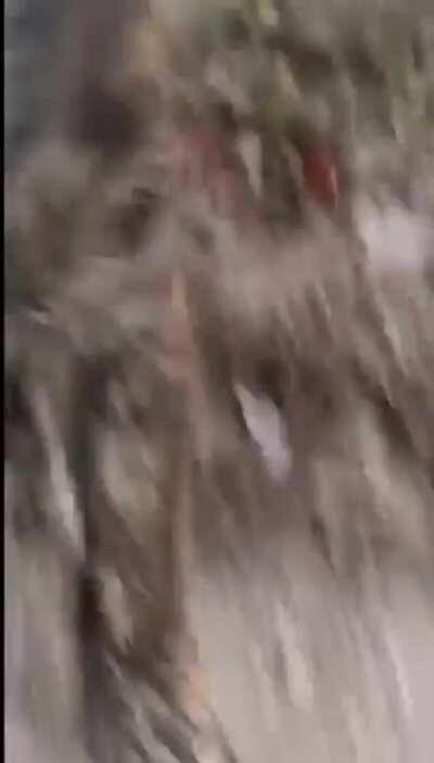 Dog takes phone and runs away with it