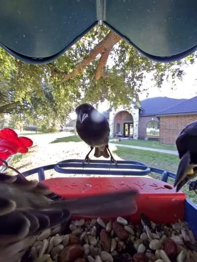 Dramatic little cowbirds