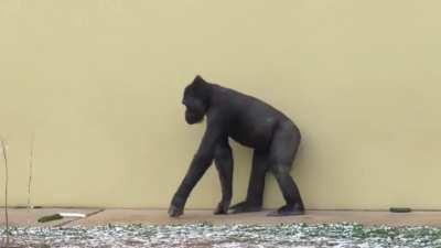 Annie the Gorilla shares food with her brother