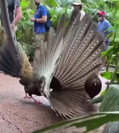 Impressing the female is a universal norm