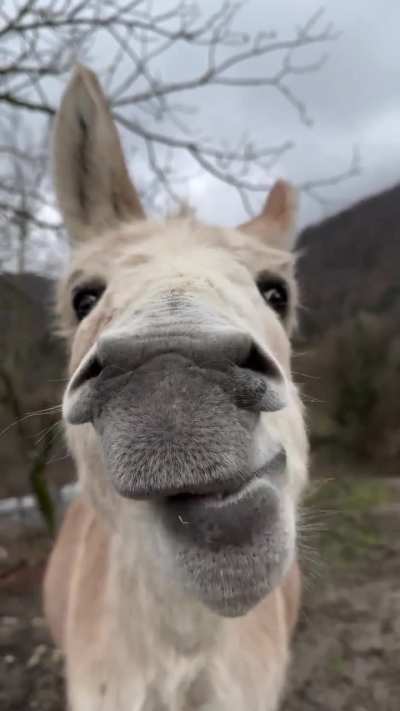 It's just an orange, nothing else to see here