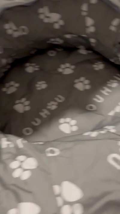 Ghost and Cujo being ferrets 💕💕💕