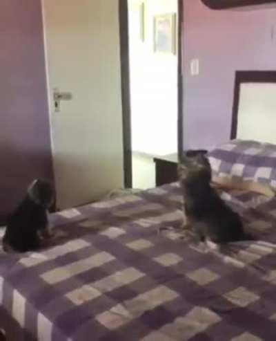 This *might* belong here, might