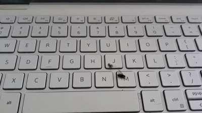 Spider-bro takes care of annoying fly for me