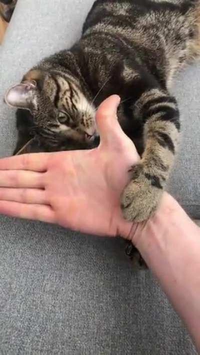 My cat’s version of the snoot challenge