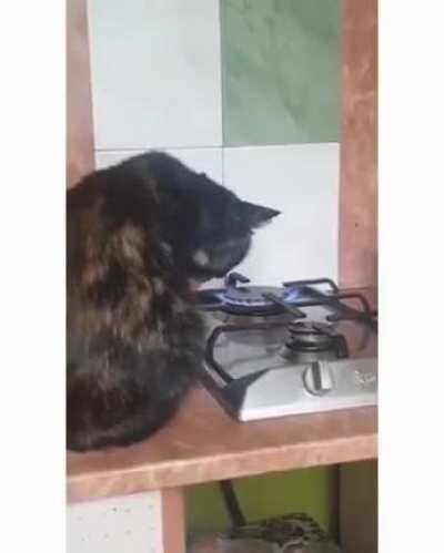 Мммм. Жареная кошечка.