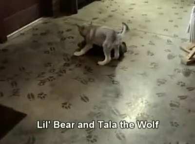 Bear furiously mauls wolf