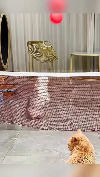 These CAthletes are the best MVPs of the Year 🐾