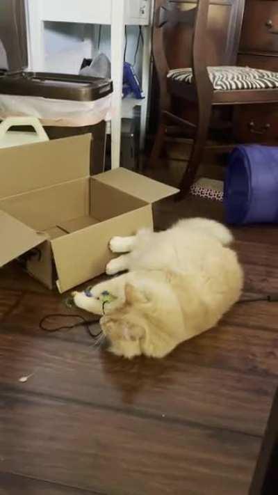 My goofy boi doing what he does best