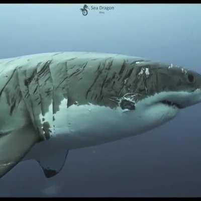 This guy has seen some shit