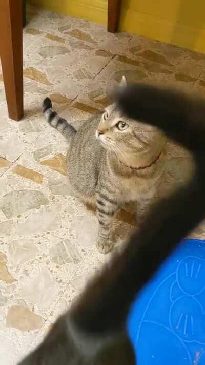 I know dinner time is probably cheating, but my silent one chimed in last night.