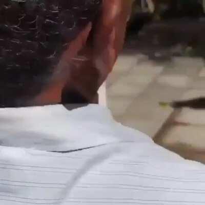 Baby Lion Tamarian being returned to his mother