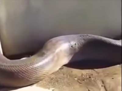 Ma quanto è lungo sto serpente?