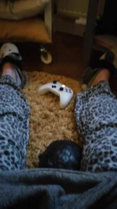 This is my derpy little buddy Dave, he's one of my best friends