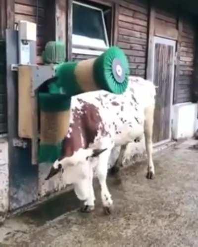 How can a cow enjoy a massage but have 
