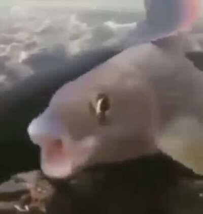 The state of this sub