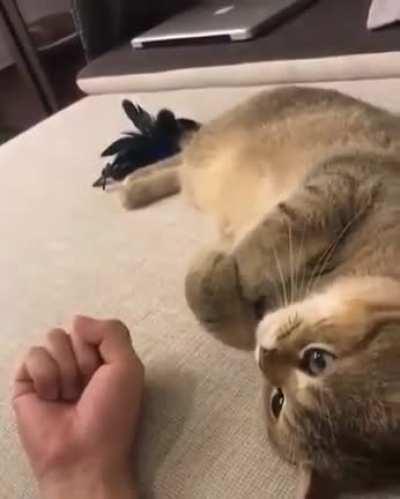 Do that thing you do with your paws