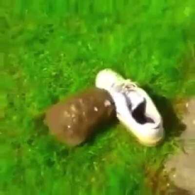 Angry turtle, headbutter of doom