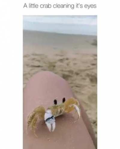 This crab cleaning its eyes