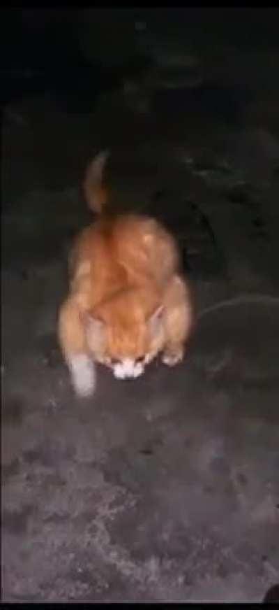 give him food or else