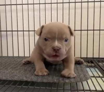 He pronounce. He ready pounce. He only weigh an ounce.