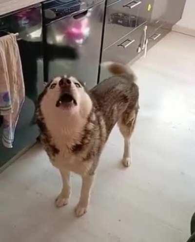 If you are having a bad day, remember that there are people who owns Huskies.