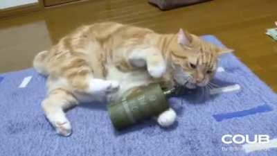 This cat screwed up.