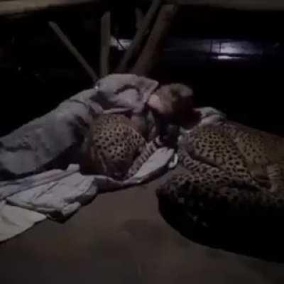 Dolph Volker volunteered to sleep with the cheetas at a south african wildlife sanctuary as an experiment.