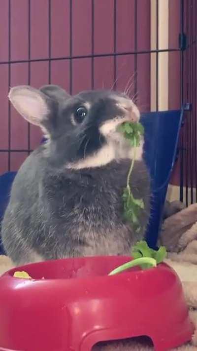 Local tree shredder for hire!