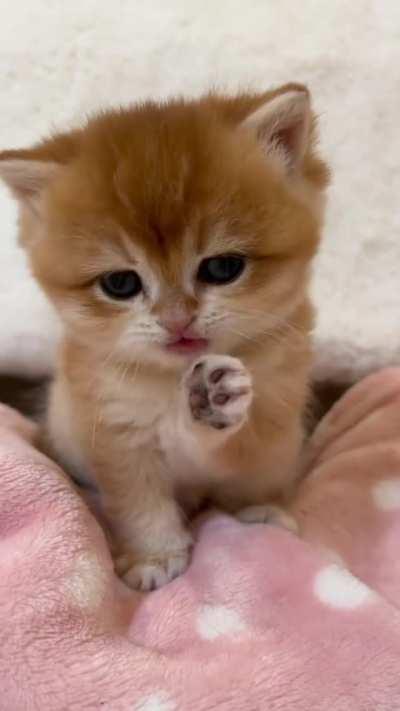 Cleaning up my leftover breakfast 👅