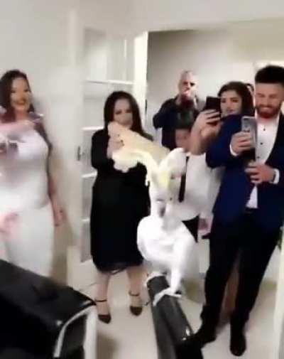 Turkish wedding party parrot