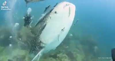 this fishy isn’t a clam