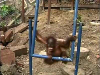 Orangutang day!