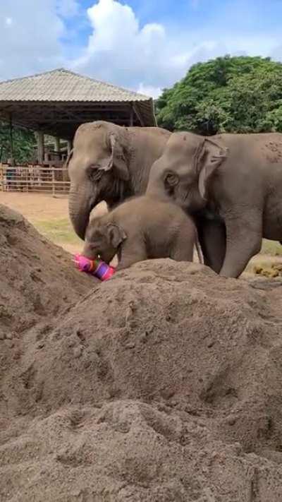 Baby elephant and her new toy