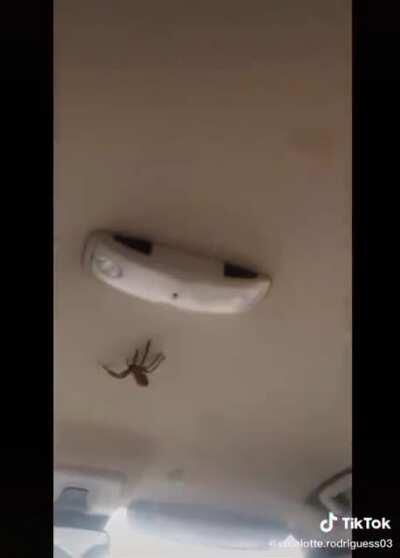 Thanks, I hate spiders while driving.