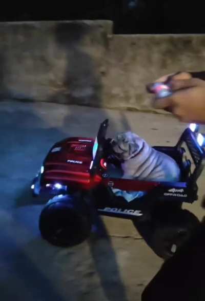 There won't have been any greater flex for the dog. Living his life